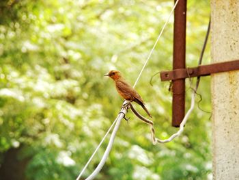 Bird perching cable