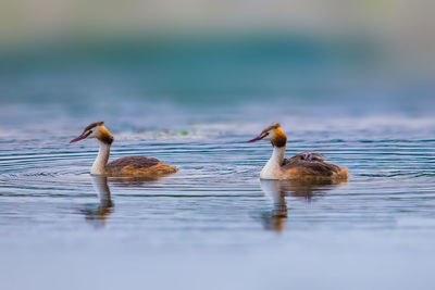 Duck swimming in lake