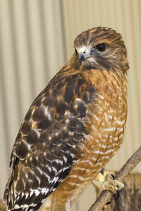 Close-up portrait of owl