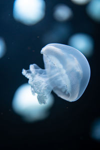 Close-up of jellyfish in sea