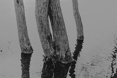 Close-up of tree trunk in winter