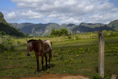 Horse grazing on field against sky