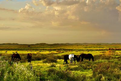 Horses grazing in a field