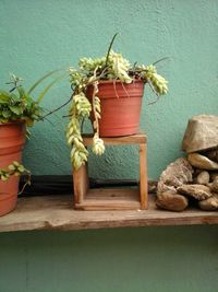 Close-up of potted plant