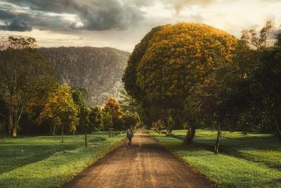 Trees in park against sky during sunrise in bali