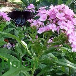 Close-up of butterfly perching on flower