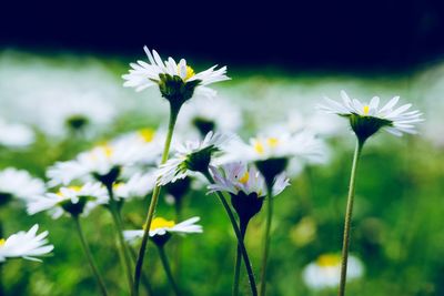 Close-up of white flowering plant on field