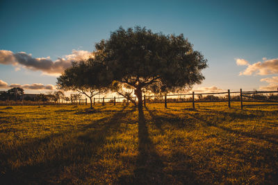 Tree growing on grassy field against sky