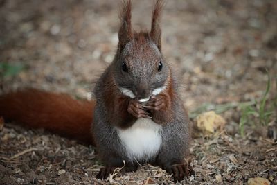 Portrait of squirrel