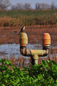 Close-up of bird on field against sky