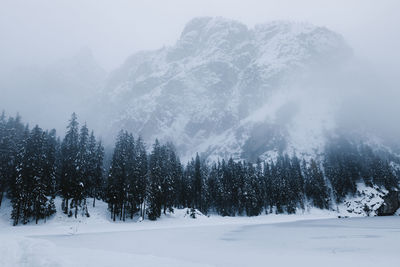 Trees on snow covered land against sky