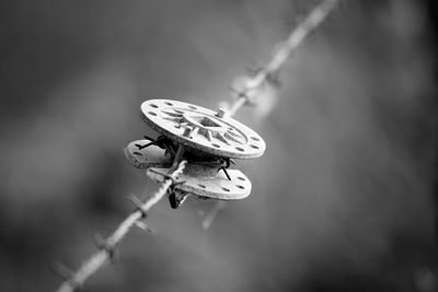 Close-up of spool on barded wire fence