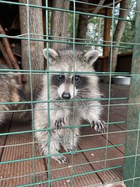 Portrait of raccoon in cage at zoo