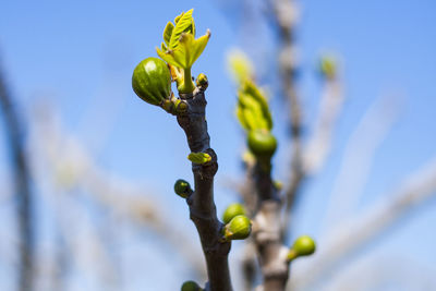 Close-up of plant against sky