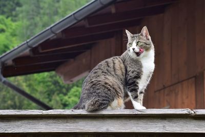 Cat sitting on wood