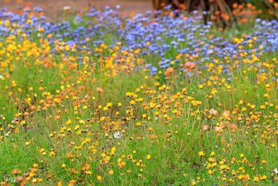 Close-up of fresh yellow flowers blooming in field