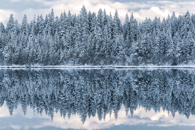 Frozen lake in forest during winter