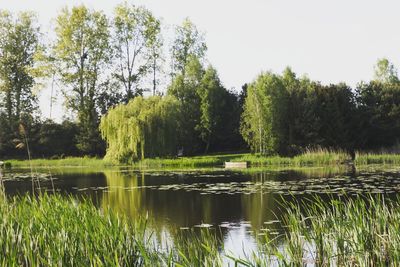 Scenic view of lake against trees in forest