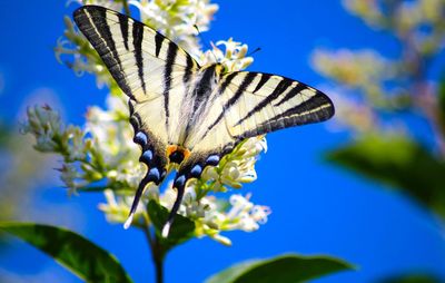 Close-up of butterfly pollinating on flower