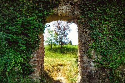 Trees and plants