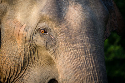 Close-up portrait of elephant