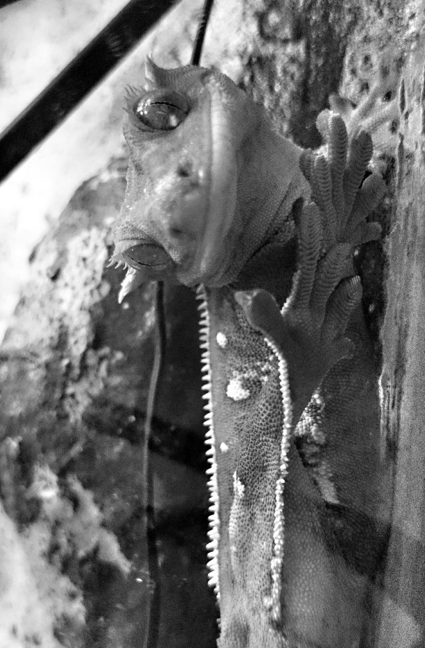 close-up, animal themes, cold temperature, one animal, winter, indoors, animal body part, domestic animals, animal head, day, frozen, no people, dead animal, snow, high angle view, mammal, focus on foreground, front view, ice