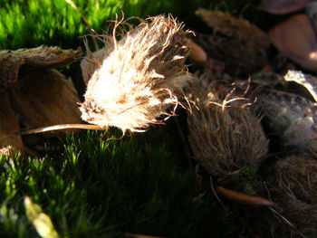 Close-up of plant growing in field