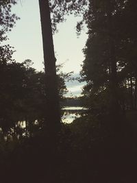 Silhouette trees in forest against sky