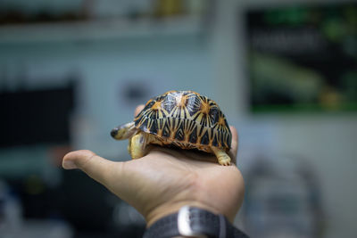 Cropped hand of veterinarian examining tortoise in hospital