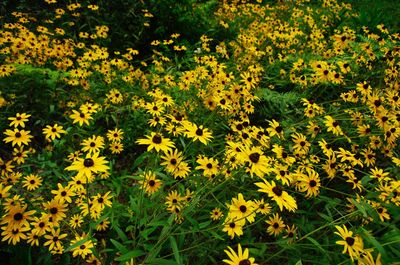 High angle view of yellow flowering plants on field