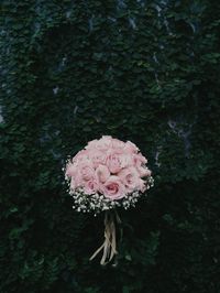 Close-up of pink flower