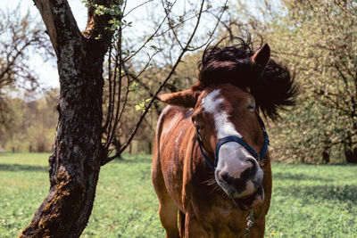 Portrait of a horse on field