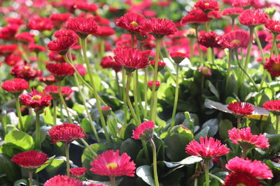 Close-up of fresh red flowers in field