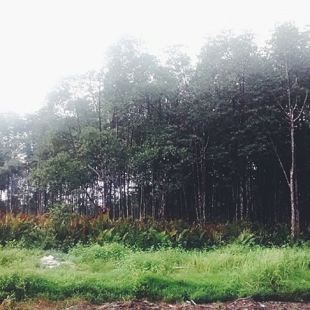 tree, growth, grass, tranquility, tranquil scene, nature, forest, beauty in nature, clear sky, field, scenics, landscape, green color, grassy, non-urban scene, woodland, plant, tree trunk, day, sunlight