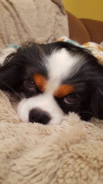 Close-up portrait of dog relaxing on bed at home