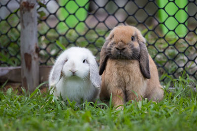 Two cute rabbits loving and playing in the meadow green grass together.