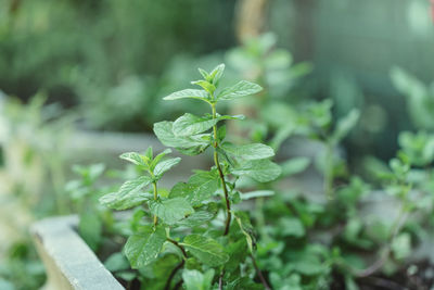 Close-up of green plant