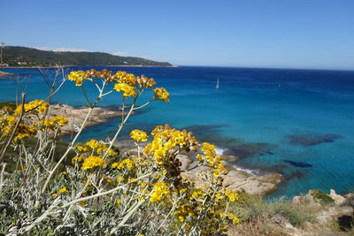 View of yellow flowers in water