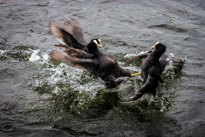 High angle view of birds in sea