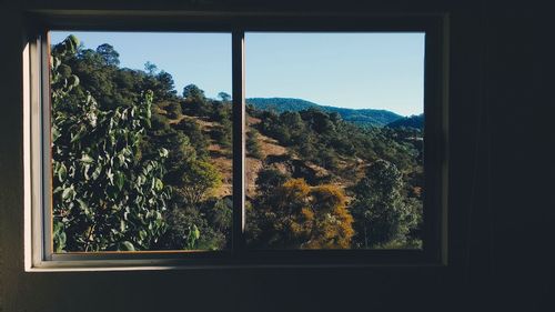 Trees and plants seen through window