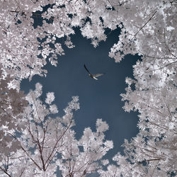 Birds flying over tree against sky