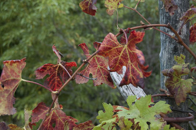 Close-up of red berries growing on tree