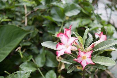 Close-up of pink flowering plant