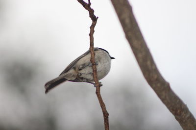 Close-up of bird perching on tree