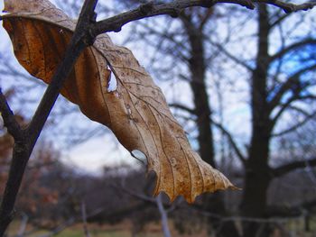 Low angle view of tree branches