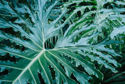 Full frame shot of plants