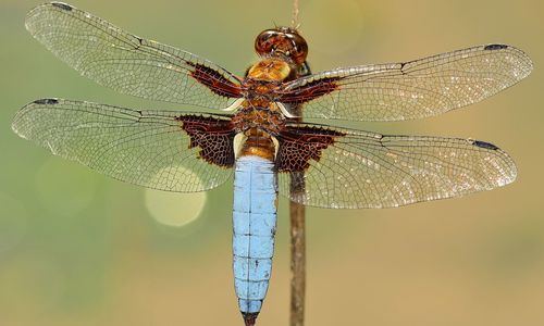 dragonflies and damseflies