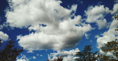 Low angle view of trees against blue sky