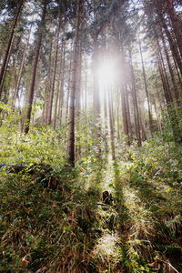 Sunlight streaming through trees in forest