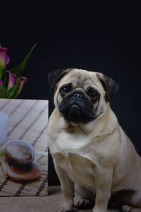 Close-up portrait of dog